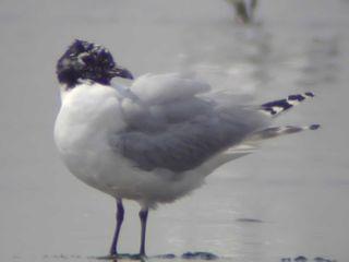 Одна китайская чайка — голубка, а другая — клептопаразит залётный. Фото 1 