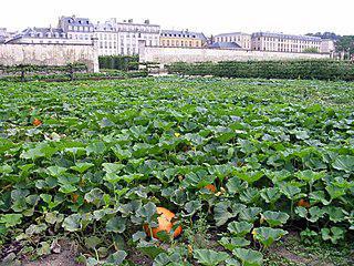 Огородом  Короля-Солнце заведовал юрист. Фото 2 