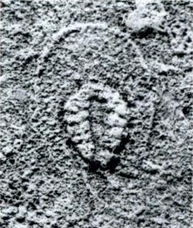 Онега и Солза — не только реки в Архангельской области, но и причудливые представители эдиакарской фауны. Фото 4 