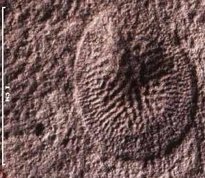 Онега и Солза — не только реки в Архангельской области, но и причудливые представители эдиакарской фауны. Фото 5 