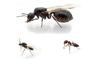 Палеоарктический муравей ходит гулять по ночам и дружит с гусеницами голубянок. Фото 1 