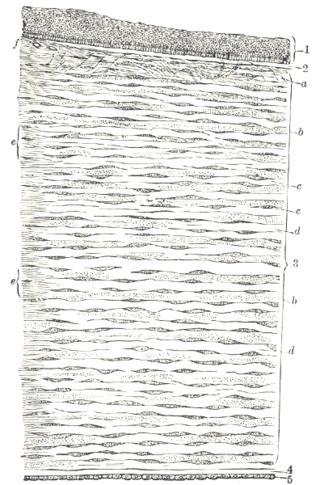 После семидесяти лет женщины смотрят на мир через более толстую мембрану. Фото 1 