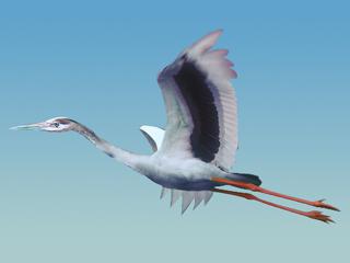 Потерянная цапля существовала целых 20 миллионов лет. Фото 1 