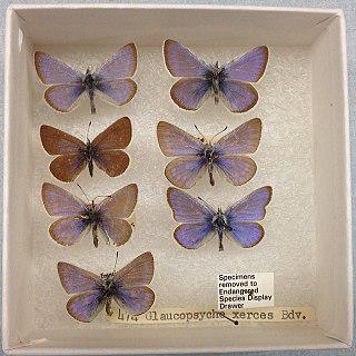 Расширение Сан-Франциско привело к вымиранию одного вида бабочек. Фото 2 