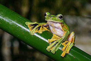 Разноцветная индонезийская лягушка прыгает по деревьям как белка. Фото 2 