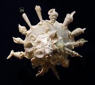 Сами занимаются украшением своего «дома»  моллюски в тропических морях. Фото 2 