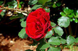 Шипр — не марка духов, а целое семейство ароматов. Фото 2 