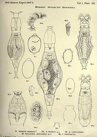 «Спящая красавица» ожила после 24&nbsp;000 лет и уже начала размножаться. Фото 1 