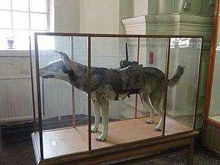 Тренировка противотанковых собак в российской армии продолжалась до 1996 года. Фото 1 