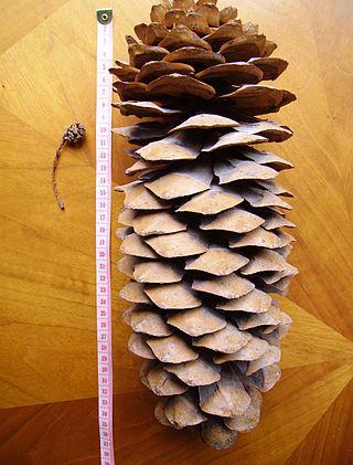 У хвойного растения из Бразилии шишки (на фото) в диаметре достигают 20 см и весят около килограмма. Фото 2 