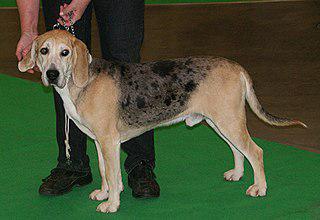 У норвежцев есть своя гончая (на илл.). Фото 2 