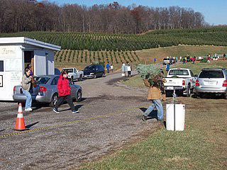 В Австралии (на илл.) новогодние ёлки стали выращивать только в XXI веке. Фото 2 