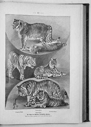 В местах обитания вымершего каспийского тигра хотят развести вымирающего амурского. Фото 3 