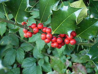 Во многих странах рождественским деревом считается не только ель, но и падуб. Фото 1 