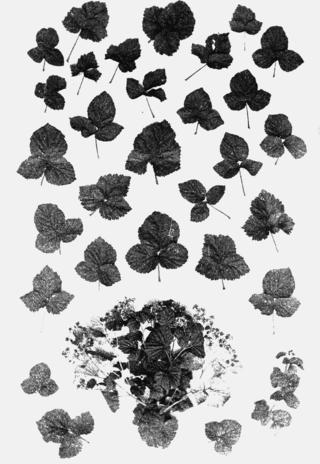 Японский эндемик (на илл.) может исчезнуть из-за искусственной гибридизации с китайскими родственниками. Фото 2 