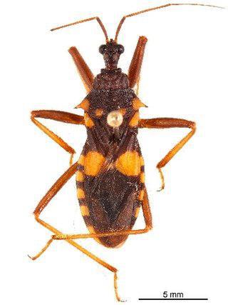 Азиатский клоп может убить и съесть до сорока термитов в день. Фото 2 