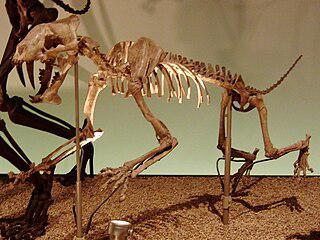 Древние кошки прятали оружие в карманы. Фото 1 