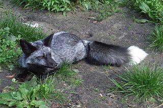 Эксперимент по одомашниванию чернобурой лисицы продолжается более 60 лет. Фото 2 