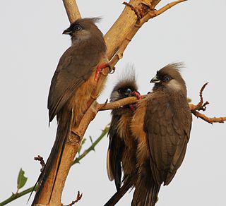 Есть птицы-кошки, разини, печники, носороги и мыши (на илл.). Фото 1 