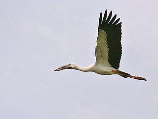 Есть птицы-кошки, разини, печники, носороги и мыши (на илл.). Фото 4 