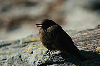 Есть птицы-кошки, разини, печники, носороги и мыши (на илл.). Фото 5 