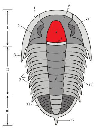 Из-за появления живота некоторые членистоногие могут утратить свою членистость. Фото 3 