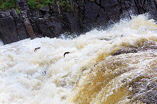 Канадская чавыча уже шестьдесят лет идёт на нерест в верховья Юкона, преодолевая плотину через 300-метровый рыбоподъёмник. Фото 2 