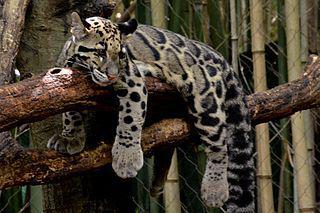 Котята дымчатого леопарда рождаются жёлтыми, а характерные пятна приобретают в течение первого года жизни. Фото 1 