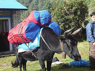 Микрофлоре коров добавление в корм аммиачной воды идёт только на пользу. Фото 1 