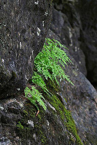 Многолетний папоротник включён в перечень редких видов в трёх регионах России. Фото 1 