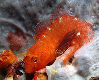 Морская собачка Звонимира откладывает икру в гнёзда. Фото 1 