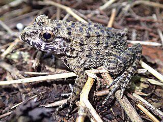 Морщинистая лягушка ворчит днём и ночью. Фото 1 