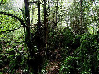 На месте рудников древних римлян возник Загадочный лес. Фото 1