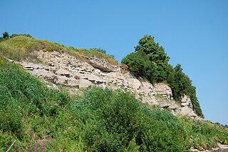 На территории Снетогорско-Муровицкого памятника природы площадью менее 0,47 км² обитает сорок охраняемых видов растений. Фото 1 