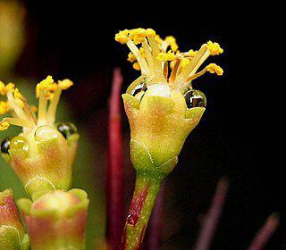 Некоторые виды ворсянки (на фото) защищают свой нектар запахом гниющих насекомых. Фото 1 