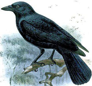 Новокаледонские во́роны обладают технической хваткой. Фото 1 