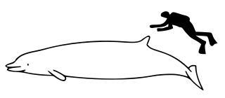 Отряд в семействе клюворыловых имеет вид, который в естественной среде обитания видели всего пять раз. Фото 2 