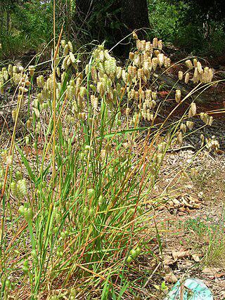 «Продукт жизнедеятельности», который русские приписали кукушке, испанцы связывали с Богородицей. Фото 3 