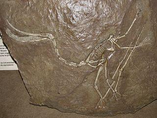 Птерозавр с гибкими зубами цедил воду как фламинго. Фото 2 