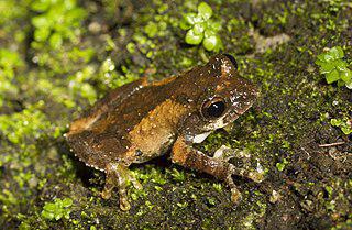 Самцы древесной лягушки поют в брачный период, а самки откладывают икру не в воде, а на суше. Фото 1 