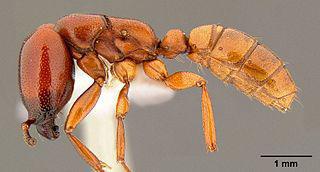 Самцы кочевых муравьёв так похожи на ос, что ввели в заблуждение Линнея. Фото 2 