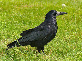 Саврасовские грачи крупнее обычных. Фото 2 