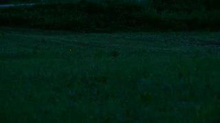 Синхронизируются не только болельщики, но и светляки. Фото 2 