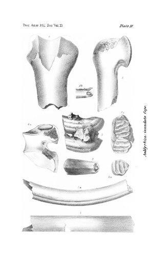 Скудная растительность небольших карибских островов не помешала местным грызунам вырасти до размеров медведя. Фото 4 