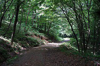 Стамбульцы ездят на пикник в Белградский лес. Фото 1 