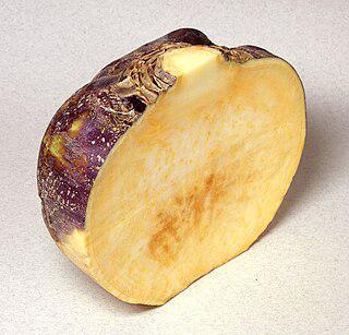 Сто лет назад немцы пережили брюквенную зиму. Фото 1 