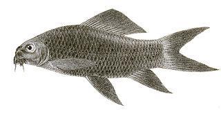 У бегемотов есть своя рыба-чистильщик. Фото 3 