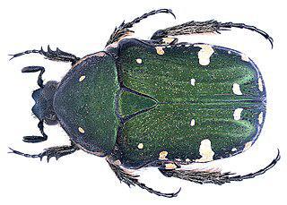 У дальневосточной оленки голова в морщинистых точках и рыжих волосках. Фото 1 