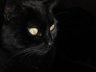 В честь знаменитых исполнителей воинственного танца авиакомпания перекрасила свои самолёты в чёрный цвет. Фото 3 