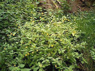 В Елбанских ельниках водятся редкие недотроги. Фото 1 